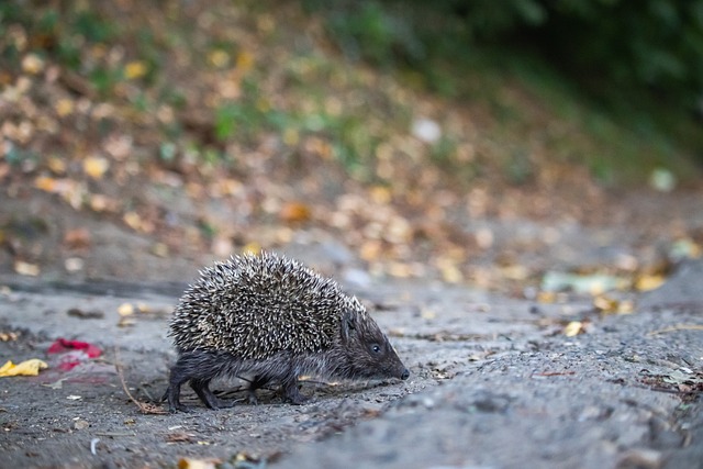青岛海牛官方：从未拖欠兰克尔-泽薪酬，球员多次旷训、擅自离队