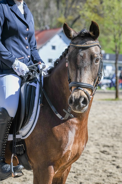 年奥运会引 年奥运会引