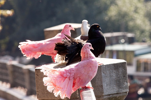 生态保护 生态保护