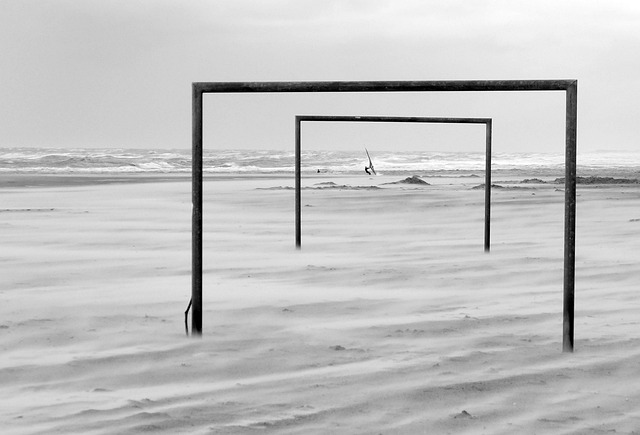 夏洛特黄蜂 夏洛特黄蜂